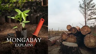 Does planting trees really help with climate change? | Mongabay explains