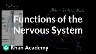 Functions of the nervous system | Organ Systems | MCAT | Khan Academy