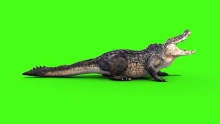 Green Screen Alligator Crocodile Reptile Attack - Footage PixelBoom