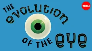 Эволюция человеческого глаза — Джошуа Харви