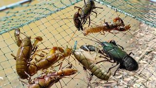 Catching Yabbies In Autumn