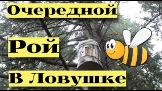 ПОЙМАЛ ТРЕТИЙ РОЙ В КОЛОДУ! #21