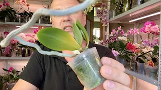 ОРХИДЕЮ от ГНИЛИ СПАСАЕТ КОРИЦА настоящая корица для орхидей от гниения если нет спецсредств