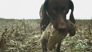 Охота с курцхааром на куропатку. Сезон 2018.