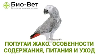 Попугай Жако 🐦 / Содержание, Питания и Уход / Сеть Ветклиник Био-Вет