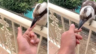 Kookaburra Tries To Eat Man's Finger