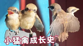 Abandoned young bird -- the little raptor shrike, accelerates its growth and lets it fly!