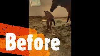 Farrier Before and After Video: Glushu for foal with distorted limbs.