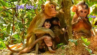 Wow..That Amazing Mother Monkey She Is So Smallest Mum But She Can Protect Two Baby|Cute Baby Monkey