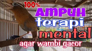 Hwamei wambi gacor ampuh menaikan mental dan fighter burung macet