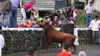 Tourada Serreta - Ganadaria ER - Touros 405,429,38,415 - 14Out2023 - Ilha Terceira - Açores