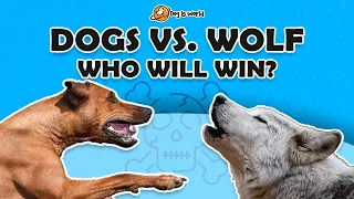 12 Dog Breeds That Can Kill A Wolf | Dogs that Can Defeat Wolves | Dogs Vs Wolves