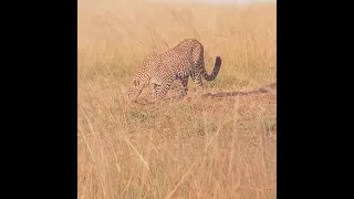 Its so cute,the leopard 🐆, masaimara kenya.