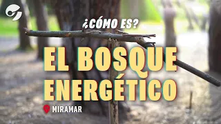 CÓMO es el BOSQUE ENERGÉTICO de MIRAMAR en el que dicen experimentar MISTERIOSOS fenómenos