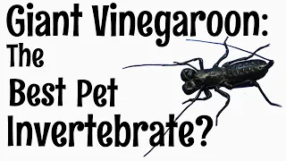 Vinegaroon: The Best Pet Invertebrate?