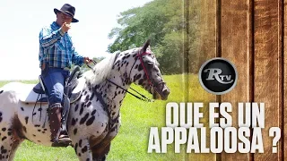 🤔 Que es un CABALLO APPALOSA ? - Cuidados para mantener un caballo en cuadra  | RysolTV