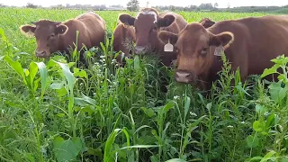 Cover crop grazing