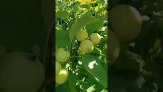 Ультра-Ранние Сорт яблони для ЛенОбл Елена и Китайка Золотая Ранняя