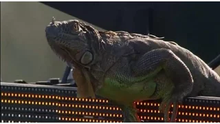 Iguana takes the court in Miami Open