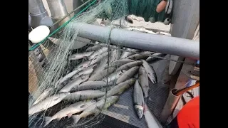 Gill Net Fishing 2018 Best Footage