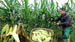 FULL VIDEO: 60 Day go to the market to sell grapefruit, cucumber, corn, cassava & take care of pets