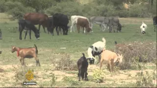 Zimbabwe livestock affected by severe drought