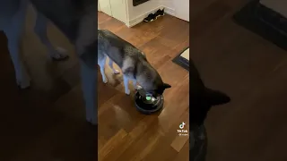 Husky learns to turn off Romba