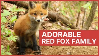 Red Fox Mother and Her Baby Kits Playing