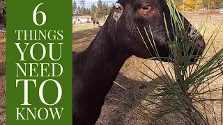 Goat Nutrition 6 things you NEED to know | Goat Husbandry Series