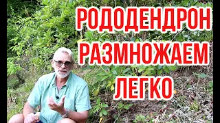 Размножаем рододендрон за 10 минут / Игорь Билевич