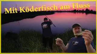 Angeln mit Köderfisch am Fluss auf Aal Zander  und Wels #elbe