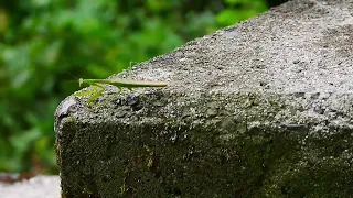 飛びながら移動するオオカマキリ Tenodera aridifolia
