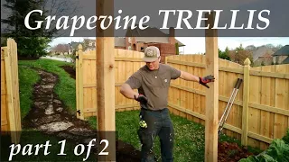 GRAPEVINE TRELLIS and Vine TRANSPLANTING | Part 1 of 2