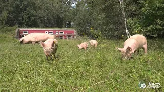 Eine gerettete Schweinefamilie: Hanna und die Kids ziehen aus der Quarantänestation ins Schweineland