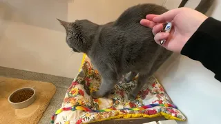 This cat loves to be petted 🥰🥰