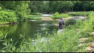 Big Walleye In A Small Creek.  Western Pa.