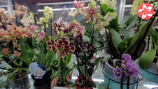 Магазин Мир цветов и Орхидей в  ТЦ РМ город Москва. Обзор орхидей