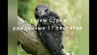 Тотем Стриж рождённые 17 сентября