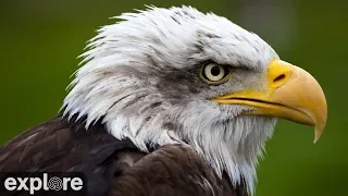 Decorah Eagles - North Nest powered by EXPLORE.org