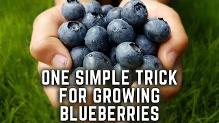 Grow Blueberries In Containers the EASY Way!