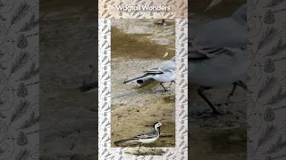 Wagtail Wonders: Nature's Aerial Ballet in 30 Seconds!