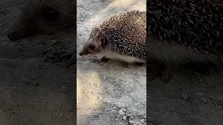 🦔 уже не боятся людей 🤭😊#ежик #коровыр #село #хозяйство