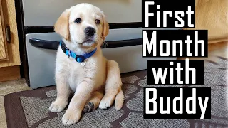 First Month Experience with our Labrador Puppy (Lot of Cute Experiences and Photos)