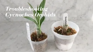 Cycnoches Orchids |  Troubleshooting these Difficult Catasetum Types - Learnings to Keep Them Alive