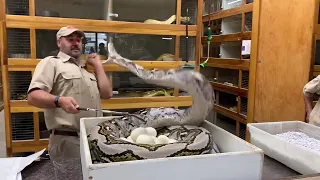 Snake Strike Compilation - Some of the LARGEST SNAKES in the WORLD