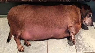 After Years of Eating Fast Food, Rescued Obese Daschund is Losing Weight