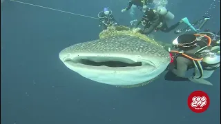 whale shark rescue by fun azul fleet safari divers