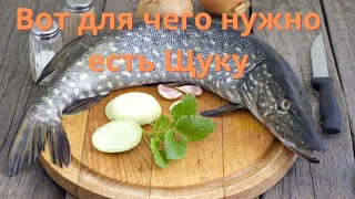 Польза Щуки О Которых Вы Точно Не Знали