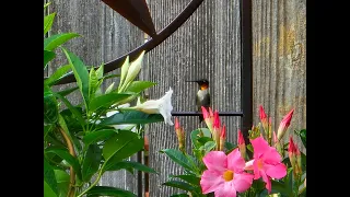 You're Going to Love Them! #hummingbirds