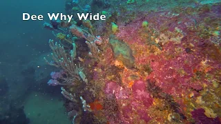 Scuba diving Sponge Gardens @ Sydney's Dee Why Wide best dive site